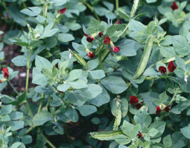 green foliage with small dark red flowers